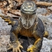 iguana_land_spz_v_0144_ecu1843.jpg